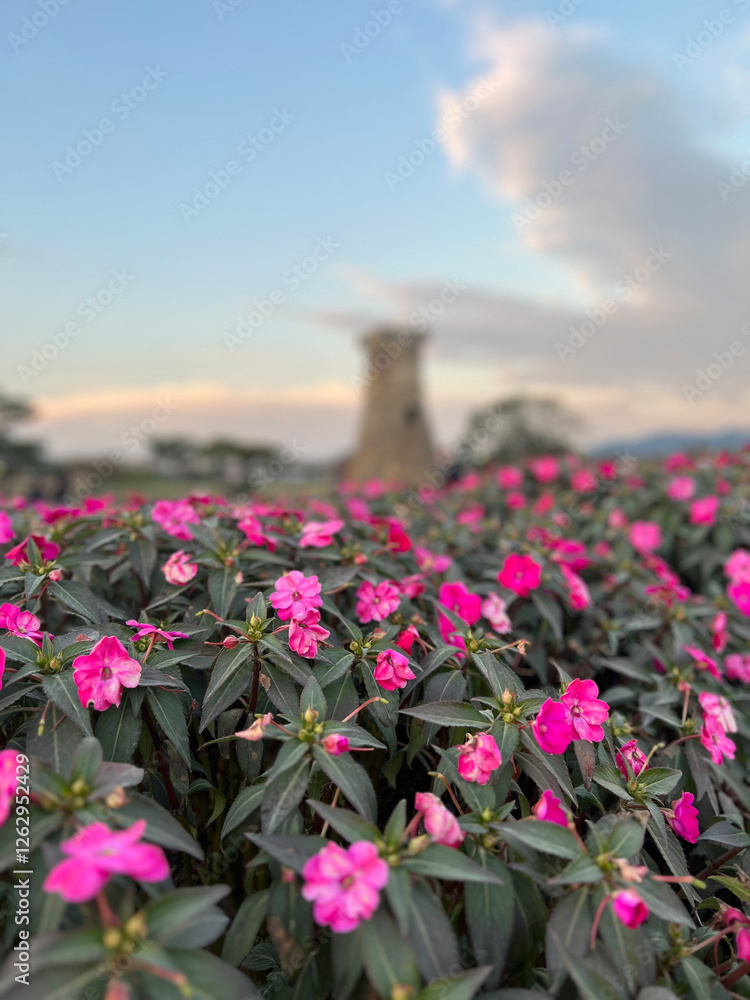 Pink flowers at Daereungwon Tomb Complex
