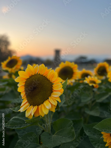 Obraz na płótnie Sunflowers at Daereungwon Tomb Complex in Gyeongju w salonie