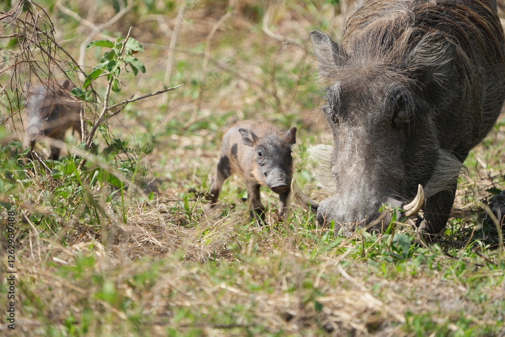 warthog in the wild, family of pumbas grazing warthog in the wild, family of pumbas grazing