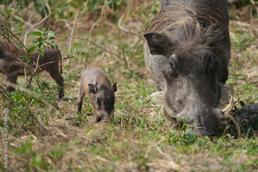 warthog in the wild, family of pumbas grazing warthog in the wild, family of pumbas grazing