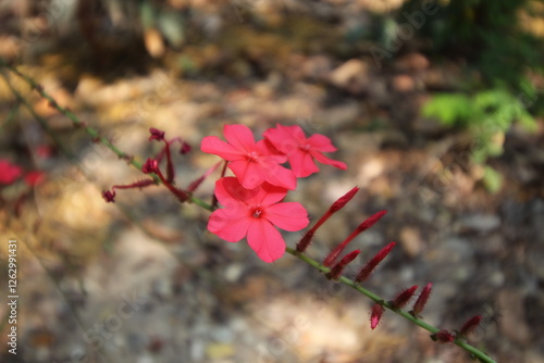 Scarlet Plumbago Blooming photo