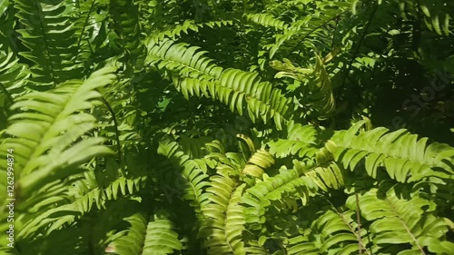 Lush fern leaves sway in the wind