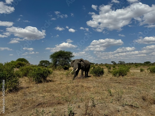 Photography elephants in the savannah