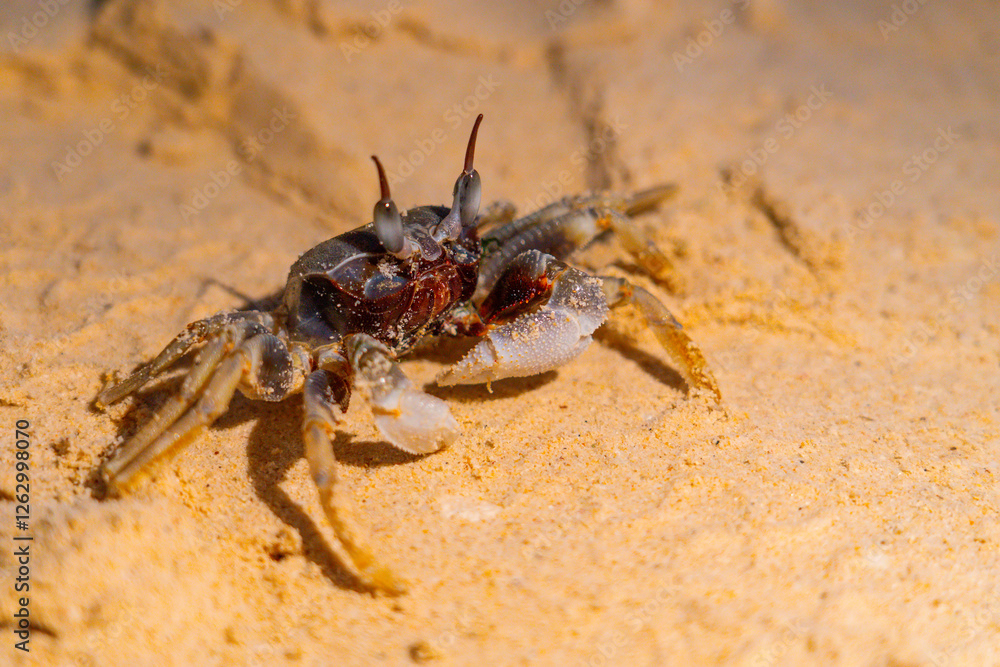 A small crab crawls across the sandy surface, showcasing its textured shell and multiple legs, as the warm tones of sunset reflect on the shore. The coastal environment provides a natural setting A small crab crawls across the sandy surface, showcasing its textured shell and multiple legs, as the warm tones of sunset reflect on the shore. The coastal environment provides a natural setting