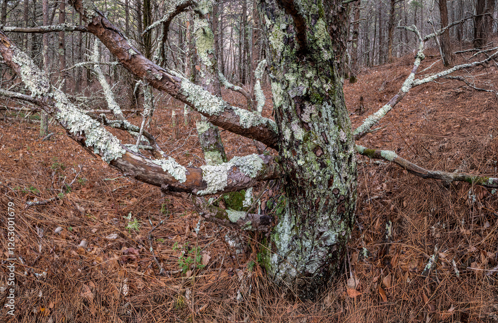 Obraz premium Lichen-encrusted trunk and lower branches of a jack pine tree (Pinus banksiana) in a forest in Shenandoah National Park, Virginia, in early winter.