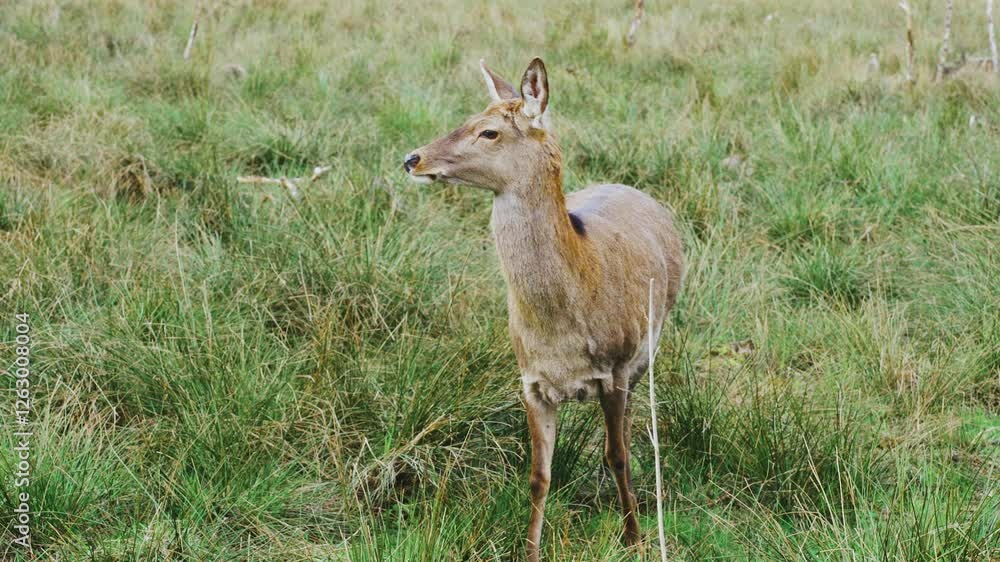 Doe deer looks warily into distance, sniffing. Wild red deer without antlers in its natural habitat. Animal of national park protected from poaching, unlicensed shooting, hunting. Wildlife sanctuaries Doe deer looks warily into distance, sniffing. Wild red deer without antlers in its natural habitat. Animal of national park protected from poaching, unlicensed shooting, hunting. Wildlife sanctuaries
