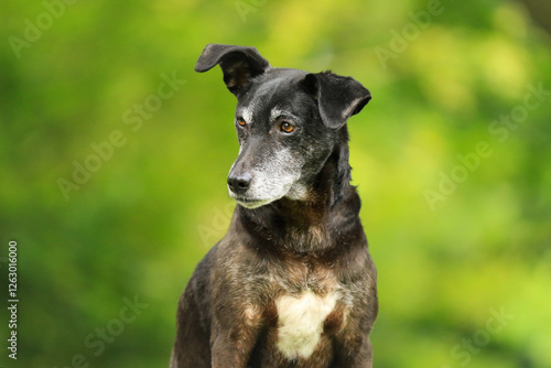Aufmerksamer Blick:chwarzer Hund mit weißer Brust Mischling Senior