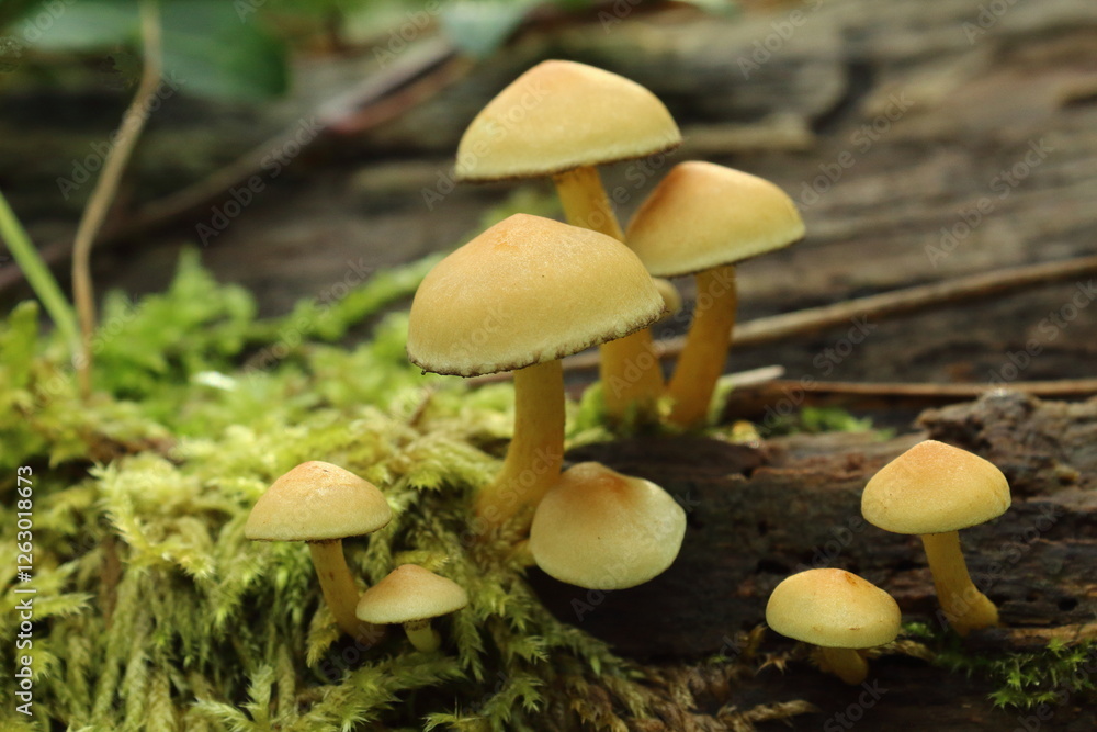 Setas de Ortigueira.