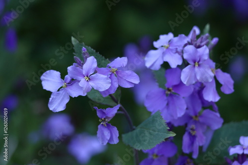 Wallpaper Mural 野原一面紫色の花畑 Torontodigital.ca