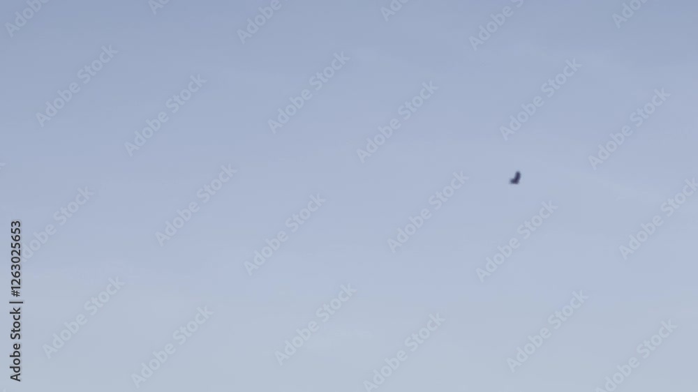 birds in flight birds in flight