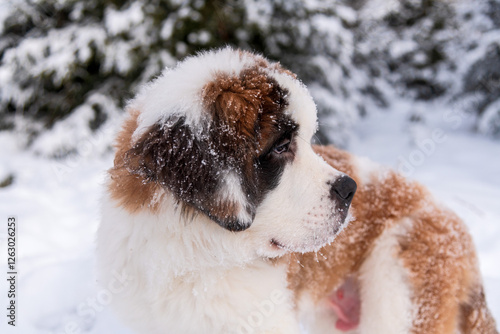 Puppy Saint Bernard Dilian