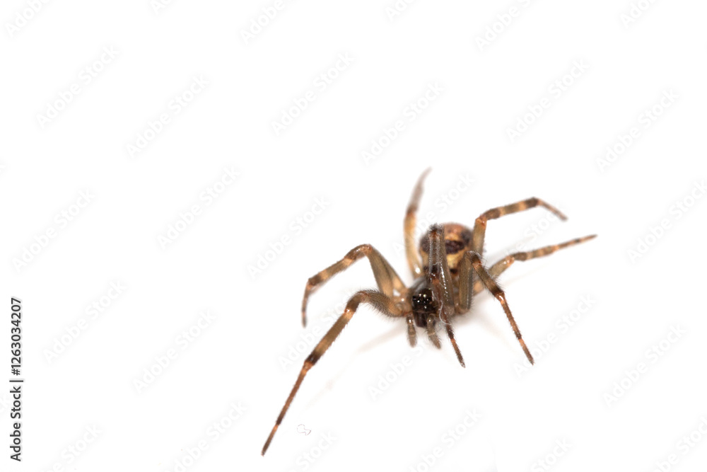 Close Up of a Defensive Long Legged Arachnid Spider on a White Background Close Up of a Defensive Long Legged Arachnid Spider on a White Background