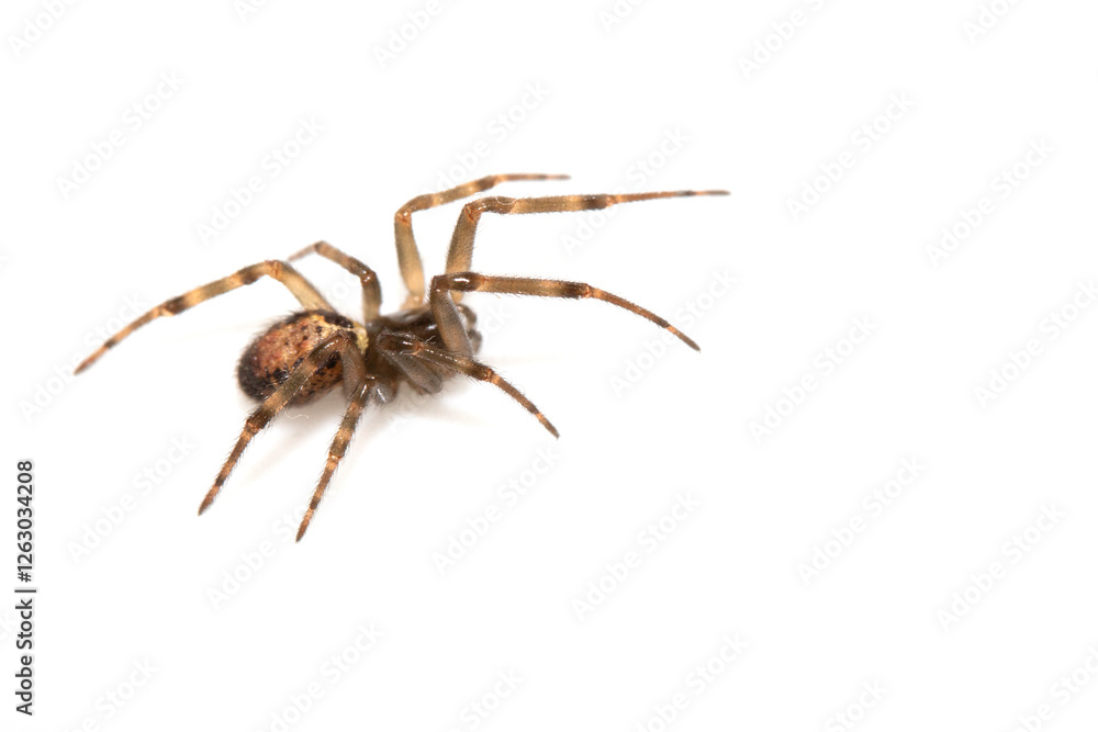 Close Up of a Defensive Long Legged Arachnid Spider on a White Background Close Up of a Defensive Long Legged Arachnid Spider on a White Background