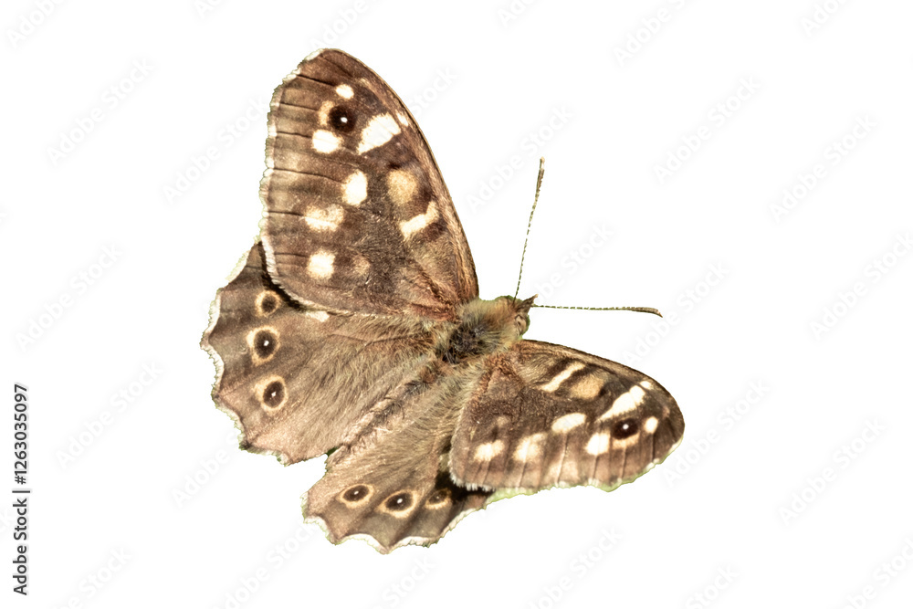 Obraz premium butterfly basks on green leaves