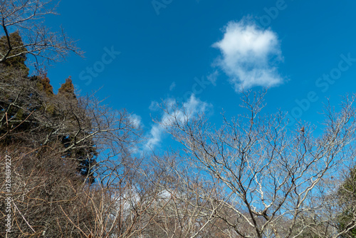 晴れた冬の青空　枯れ木が描く美しい風景　滋賀県大津市皇子が丘公園 photo