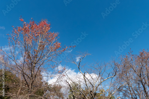 晴れた冬の青空　枯れ木が描く美しい風景　滋賀県大津市皇子が丘公園 photo