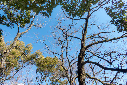 晴れた冬の青空　枯れ木が描く美しい風景　滋賀県大津市皇子が丘公園 photo