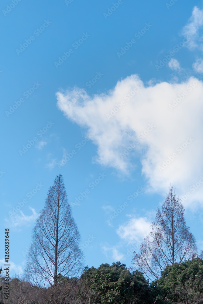 Obraz premium 晴れた冬の青空 枯れ木が描く美しい風景 滋賀県大津市皇子が丘公園