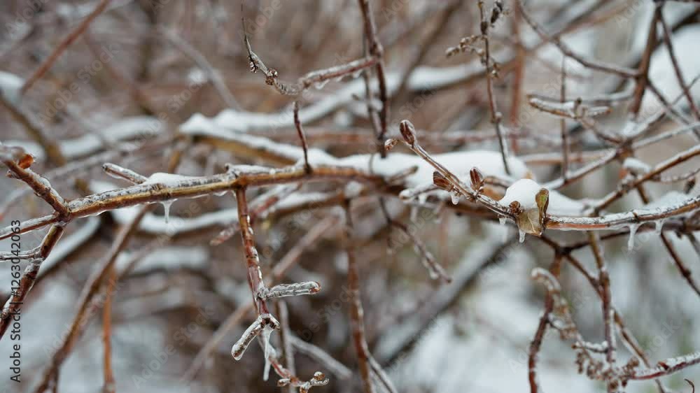 Detailed close-up of a frosted tree branch covered with ice, capturing the delicate crystal-like structures against a blurred background Detailed close-up of a frosted tree branch covered with ice, capturing the delicate crystal-like structures against a blurred background