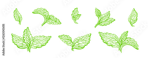 Stevia green leaves set. Herbal sweetener. Vector