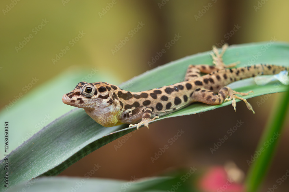 gecko on green leaf, small spotted lizard gecko on green leaf, small spotted lizard