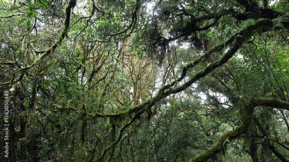 Moss and ferns cover the rainforest floor on the ground. tree trunk and natural logs throughout the year. Moss and ferns cover the rainforest floor on the ground. tree trunk and natural logs throughout the year.