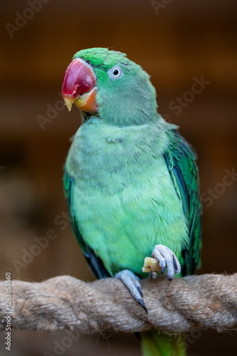 Obraz na płótnie Portrait of parrot Alexandrine Parakeet. w salonie