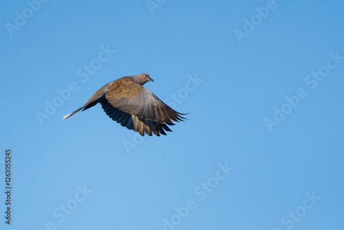 Türkentaube im Flug photo