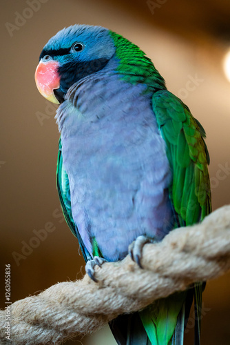 Obraz na płótnie Portrait of parrot Plum-headed Parakeet (Psittacula cyanocephala) w salonie