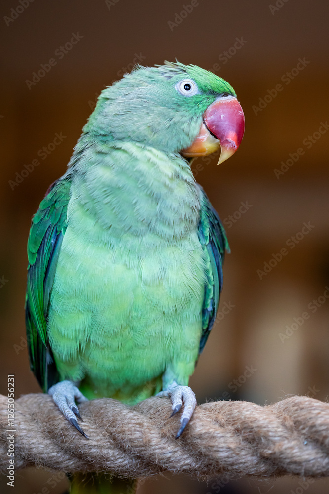Portrait of parrot Alexandrine Parakeet.