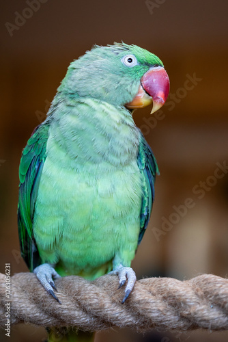 Obraz na płótnie Portrait of parrot Alexandrine Parakeet. w salonie