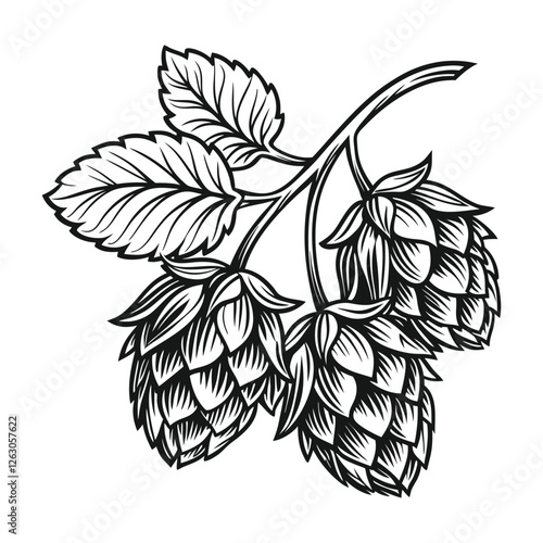 Vintage concept of hop cone illustration, detailed line drawing, black and white illustration isolated on a white background