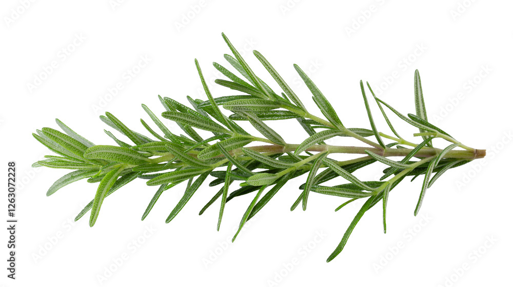 Fototapeta premium Fresh rosemary isolated on a transparent background.