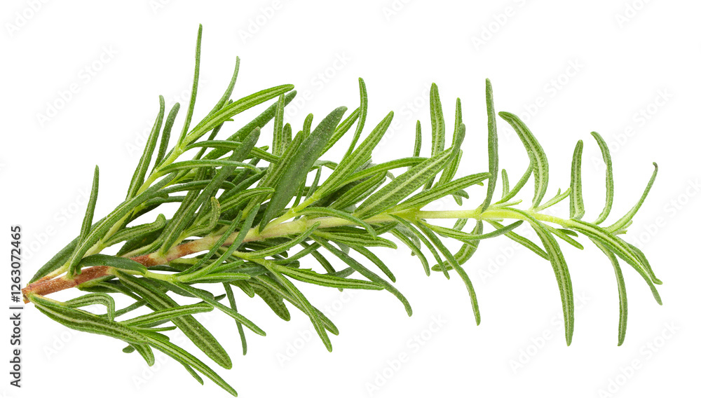 Fresh rosemary isolated on a transparent background.