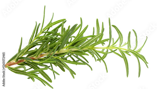 Fresh rosemary isolated on a transparent background.