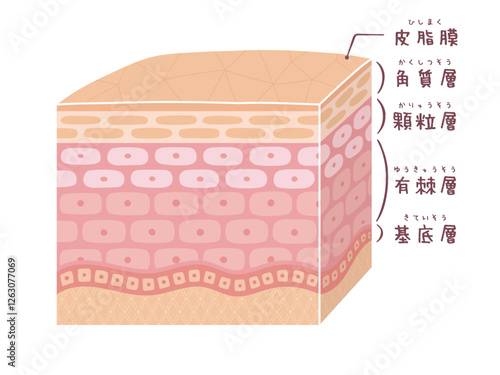立体的な肌の断面のイメージ画像(名称有り)