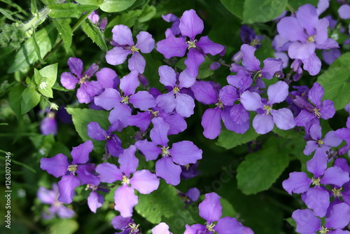 野原一面紫色の花畑