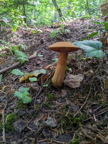 Boletus luridus mushroom on the slope of a mountain mixed forest photo