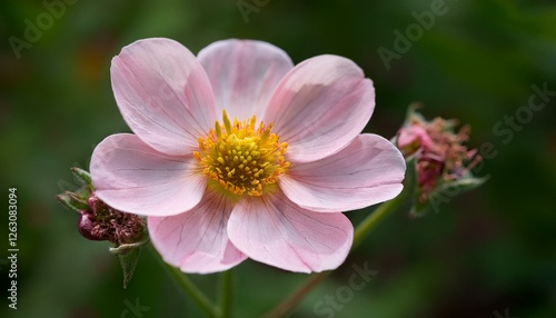 close view of light pink flower of helianthemum apenninum in may