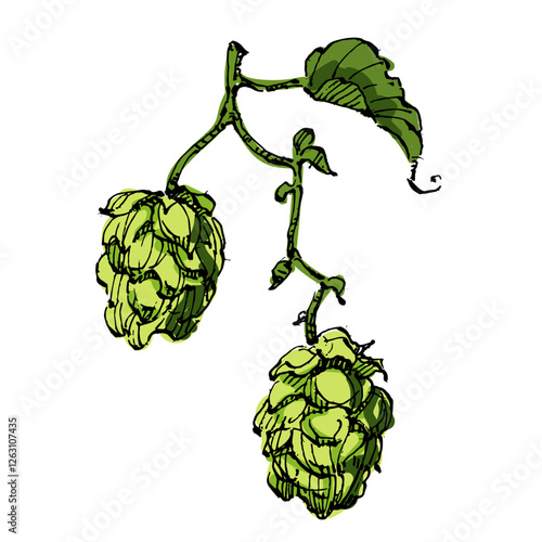 Aesthetic plants hops isolated on white background