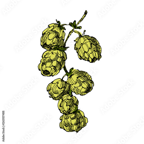 Aesthetic plants hops isolated on white background