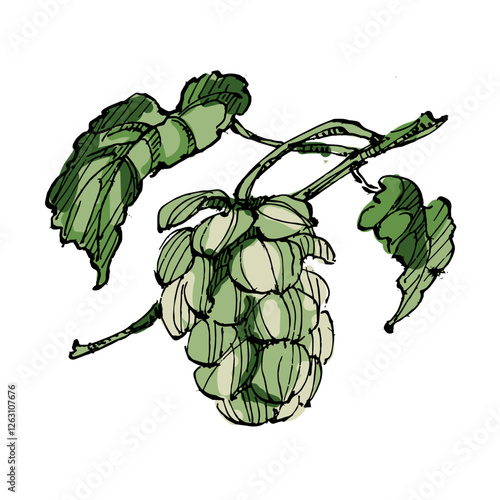 Aesthetic plants hops isolated on white background