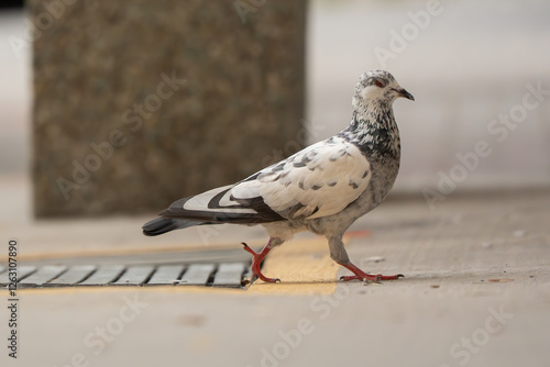Black & white colour pigeon walks