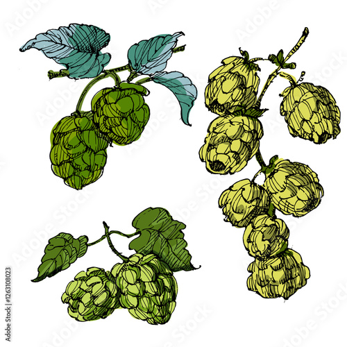 Aesthetic plants hops isolated on white background