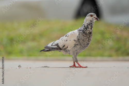 Black and white colour pigeon