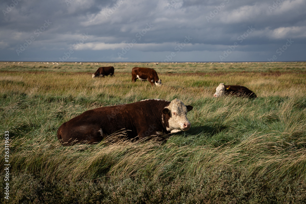 Cows of the Hereford breed grazing on the salt marshes of the province of Groningen. The extensive salt marsh landscape gives the cows plenty of space. Cows of the Hereford breed grazing on the salt marshes of the province of Groningen. The extensive salt marsh landscape gives the cows plenty of space.