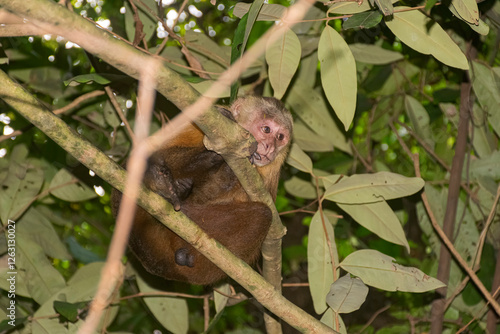 Capuchin monkey that lives in the Tayrona natural park in the department of Magdalena, Colombia. photo