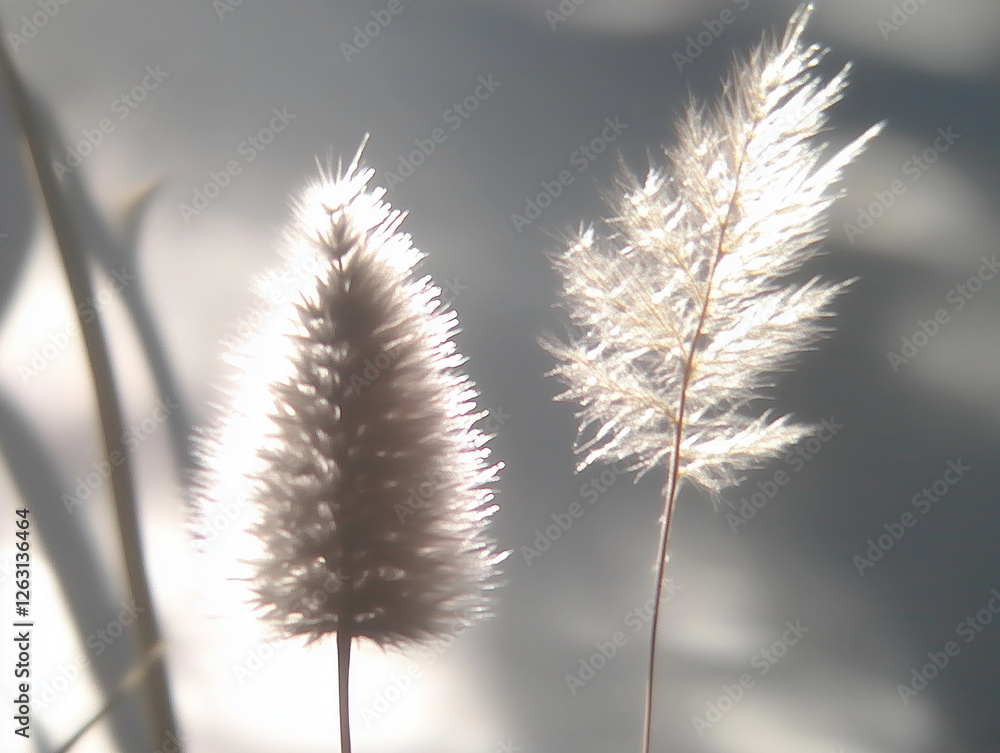 Obraz premium dry grass in the wind