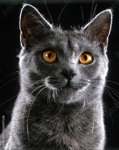 Chartreux
