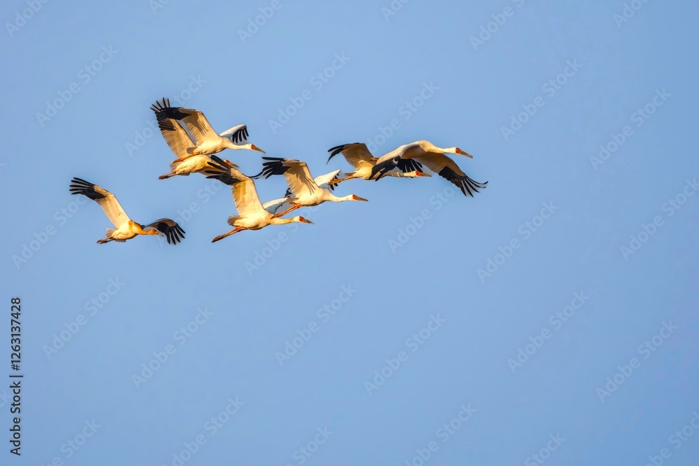 Obraz premium birds flying in the sky